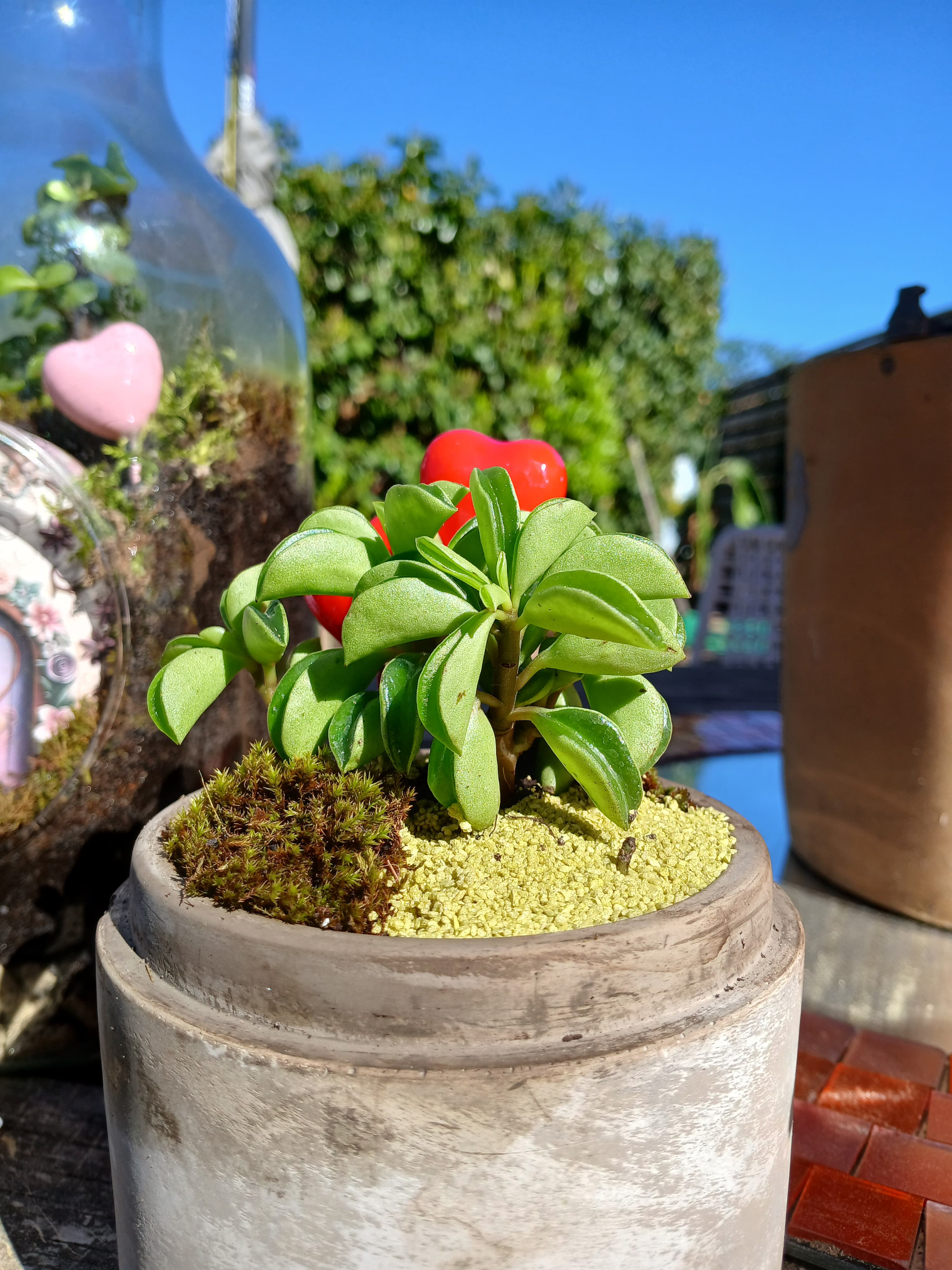 Boudha, Terrarium zen artisanal, Les Mini Mondes de Marie